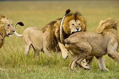 《龙腾世纪：起源》复刻Mod 提升老游戏画面