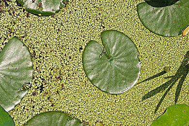 PS5在日本销量突破600万 上周新增33000台